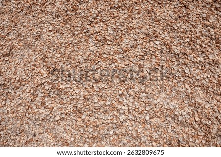 Seashells (Cockleshells) on a Shell Beach on the Mediterranean Sea