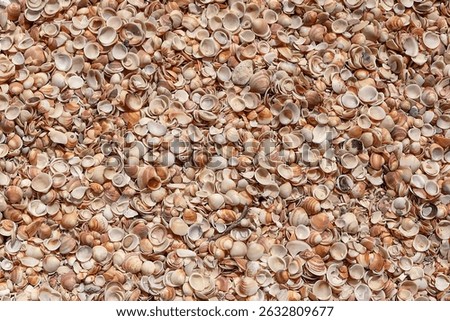Seashells (Cockleshells) on a Shell Beach on the Mediterranean Sea