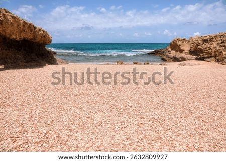 Seashells (Cockleshells) on a Shell Beach on the Mediterranean Sea