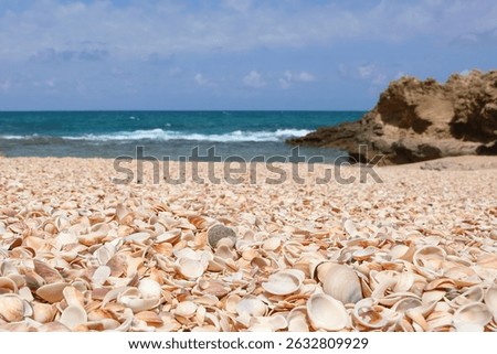 Seashells (Cockleshells) on a Shell Beach on the Mediterranean Sea