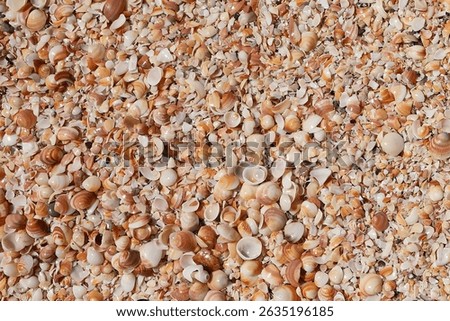 Seashells (Cockleshells) on a Shell Beach on the Mediterranean Sea