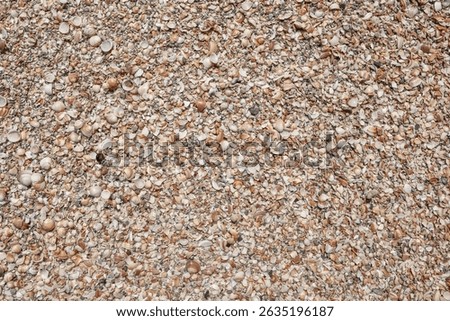 Seashells (Cockleshells) on a Shell Beach on the Mediterranean Sea