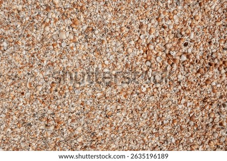 Seashells (Cockleshells) on a Shell Beach on the Mediterranean Sea