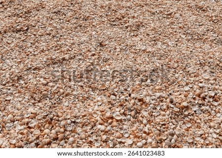 Seashells (Cockleshells) on a Shell Beach on the Mediterranean Sea