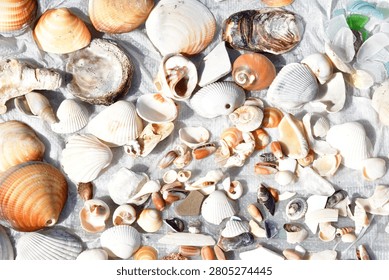 Seashells Collected Through Beachcombing on a White Background