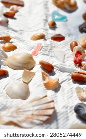 Seashells Collected Through Beachcombing on a White Background