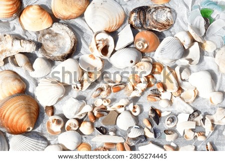 Seashells Collected Through Beachcombing on a White Background