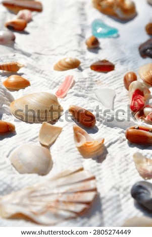 Seashells Collected Through Beachcombing on a White Background
