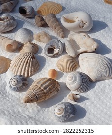 Seashells Collecting Beachcombing Seashore Shells