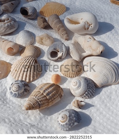 Seashells Collecting Beachcombing Seashore Shells