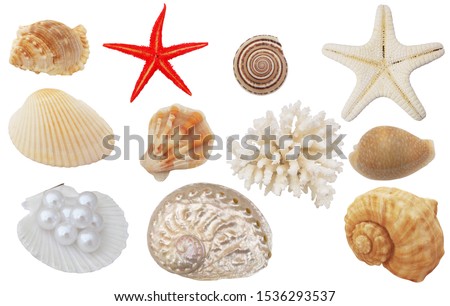 Seashells, coral and starfish isolated on white