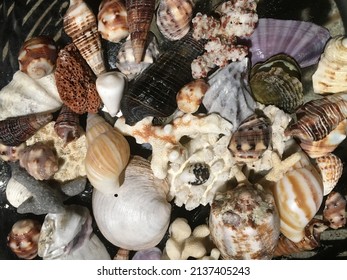 Seashells and corals of various types and sizes. Shells collected in the Seychelles. Seashells background