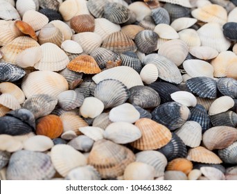 Seashells of different colors. Mollusk shells. Seashell background. Texture of the shells. 