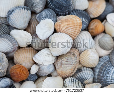 Seashells of different colors. Mollusk shells. Seashell background. Texture of the shells. 