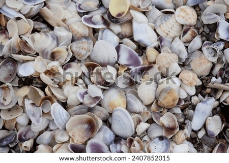 Seashells of different colors on the seashore. Mollusk shells. Texture of the shells background.