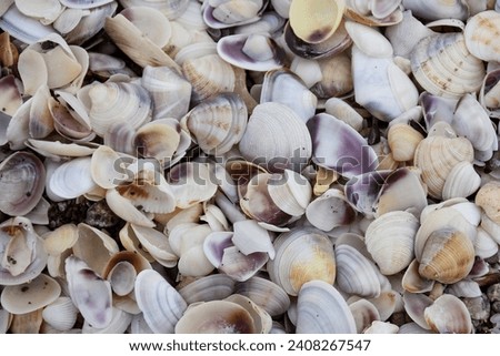 Seashells of different colors on the seashore. Mollusk shells. Texture of the shells background.