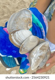 Seashells found in the hampton's beach