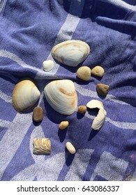 Seashells Gathered From The Sea At Main Beach In East Hampton, New York.