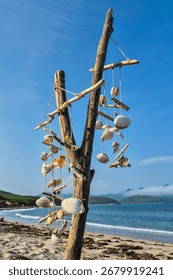 Seashells hang from a branch attached with a string on a sandy beach by the sea. The shells vary in size and type. In the background there is a blue sky and ocean, and green hills.