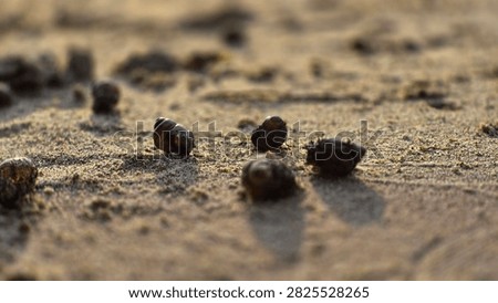 Seashells Lying on a Sandy River Beach at Sunset