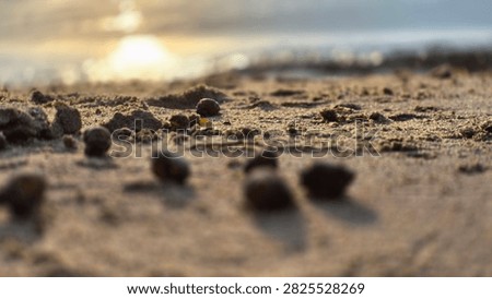 Seashells Lying on a Sandy River Beach at Sunset