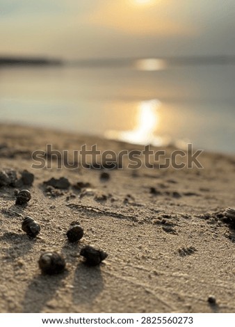 Seashells Lying on a Sandy River Beach at Sunset