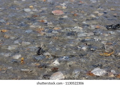 Seashells on beach 