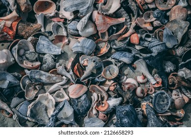 Seashells On A Beach In Charleston, SC.