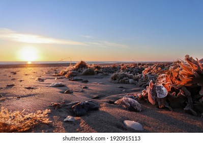           Seashells on the beach at Gibraltar Point, Skegness, Lincolnshire, UK                     