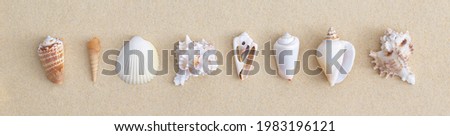 Seashells on beach sand. Top view with copy space. Flat lay. 
