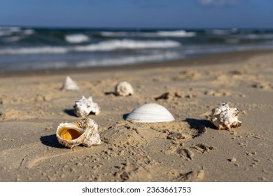 Seashells on the beach with waves