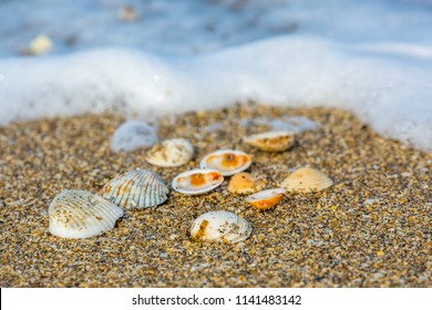 Seashells on sand ocean waves Stuart Florida