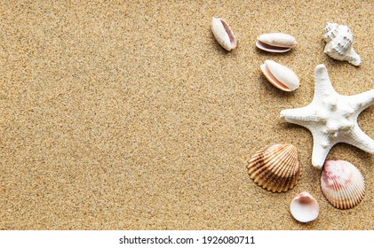 Seashells on sand. Sea summer vacation background with space for the text. Top view