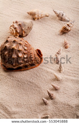 Seashells on sand in studio