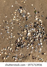 Seashells On Wet Sand Close Up