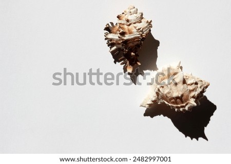 Seashells on White Background. Summer Travel Concept.