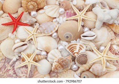 30,811 Cockle Shell Images, Stock Photos & Vectors | Shutterstock