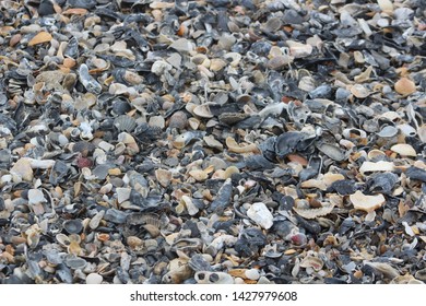 Seashells Sand Emerald Isle NC