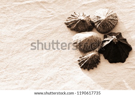 Seashells in sapia