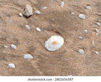 Seashells Scattered on Sandy Beach