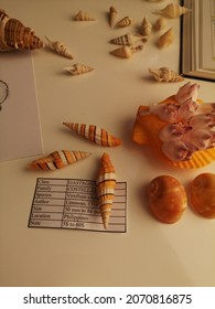 Seashells, sea shell, different seashell