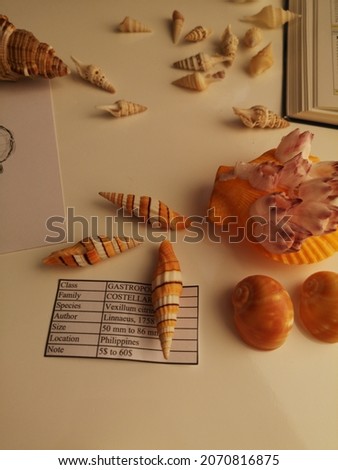 Seashells, sea shell, different seashell
