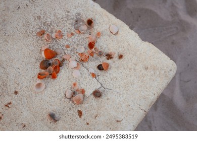seashells or shellfish on cork at the beach