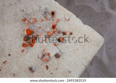 seashells or shellfish on cork at the beach