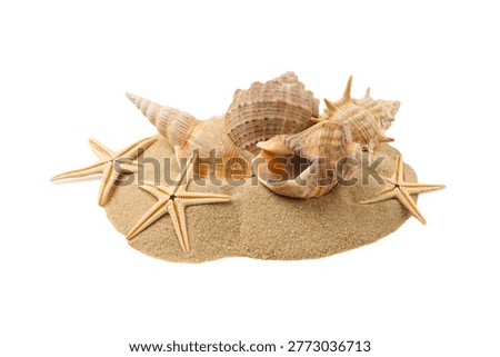 Seashells and starfish resting on a sandy beach, PNG