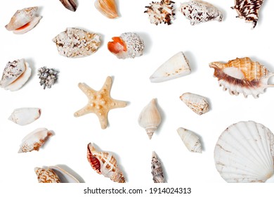 2,414,905 Shell Images, Stock Photos & Vectors | Shutterstock
