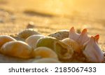 Seashells at sunrise near Mrytle Beach