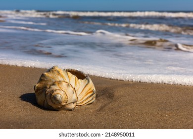 Seashells In Surf, Cape Hatteras National Seashore