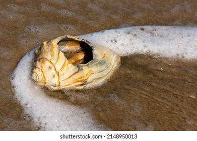 Seashells In Surf, Cape Hatteras National Seashore