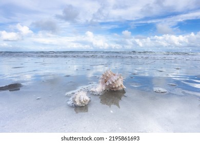 Seashells swim in the water of the Atlantic Ocean on a sandy beach on Hilton Head Island in South Carolina - Shutterstock ID 2195861693